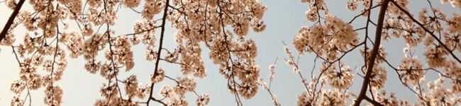 Saku_Haya's header image