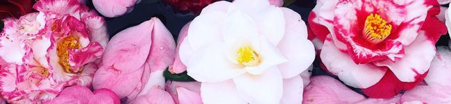 Thenral_T's header image