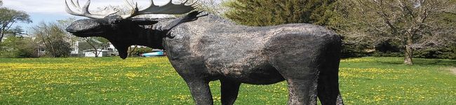 camoose's header image