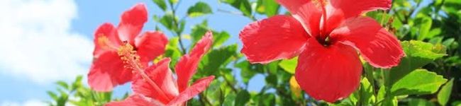 あろは🌺's header image