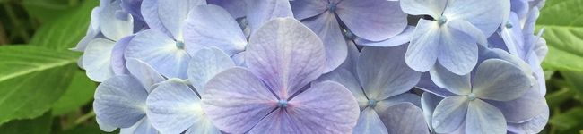 tenkoi's header image