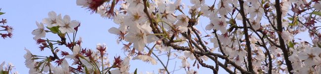 プーアル茶's header image