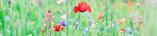 Chiemin❀✿'s header image