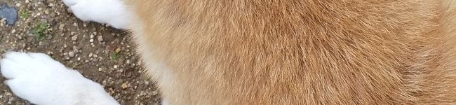 しばとねこ's header image