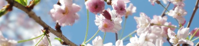 ロシアのさくら's header image