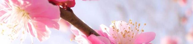 ayunayum's header image