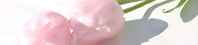 nicecate's header image