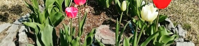 pinkbunnys's header image
