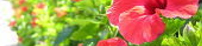 AloAlo's header image