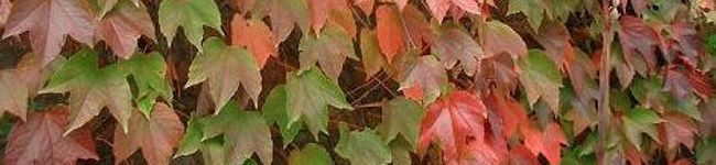 kiaora's header image