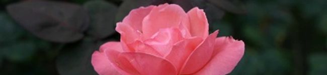 chakoママ's header image