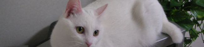ぷに猫's header image