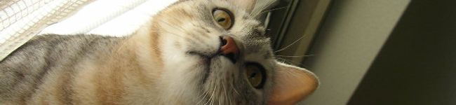 ｸｯｷﾝｸﾞ猫くん's header image