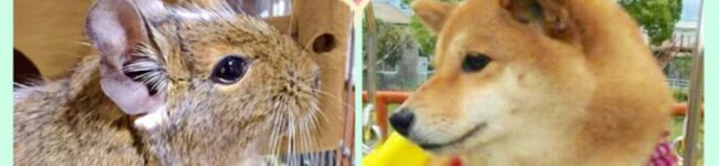 ☆Ｒｉｎ丸☆'s header image