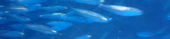 となごん's header image