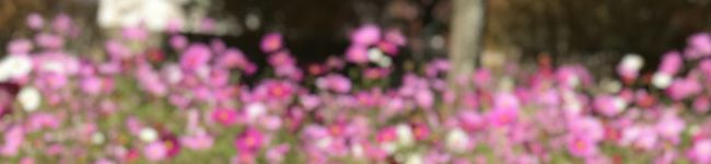 ポップ子's header image