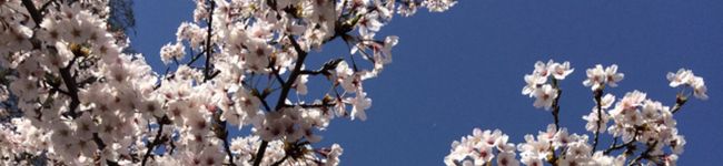 NK8150's header image