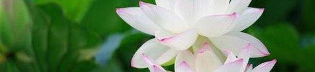 motchan's header image