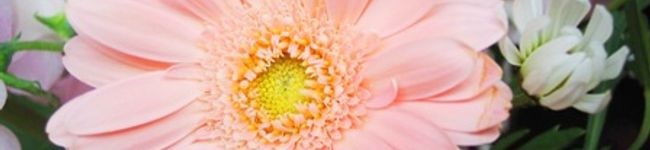 kachita's header image