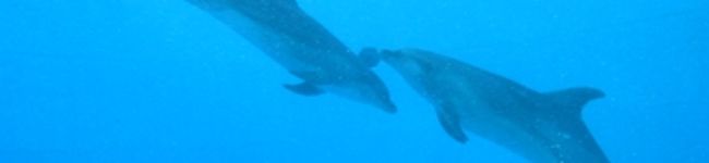 dolphin0117's header image