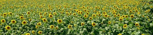 po1nsett1a's header image