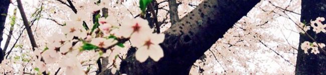 わどるでい's header image