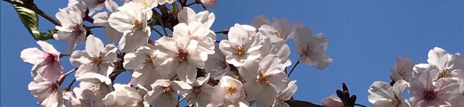 mebarunba's header image
