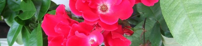 CURLIE's header image