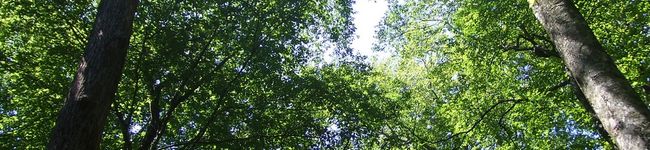 miyax3's header image