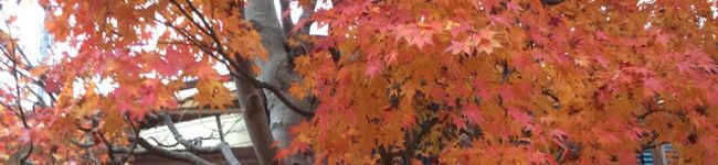 pomemalu's header image