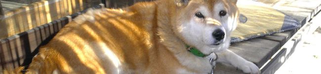 Ｔａｐｉｐｏｎ's header image