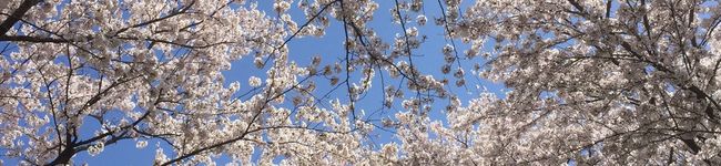 maraion's header image