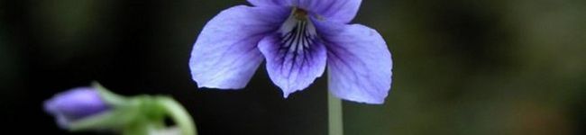 sumirenohana's header image