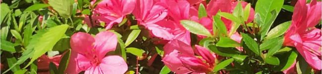 yan528's header image