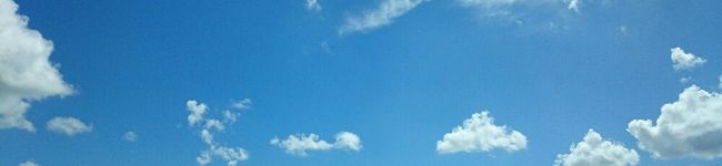 バカ犬's header image