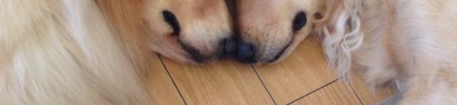 あやぷぅのお部屋's header image