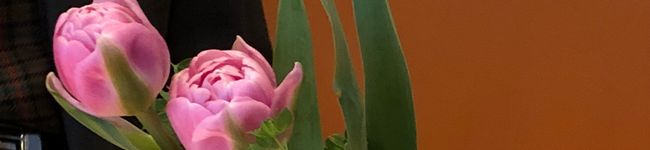 Campanilla's header image