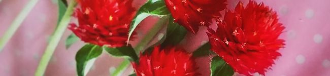 ＊panya＊'s header image