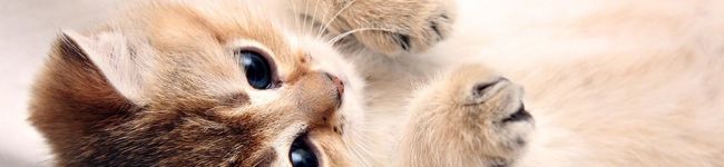 mamychoco's header image