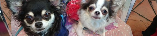 Dear☆tramp's header image