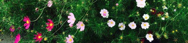 ♡AmuMama♡'s header image