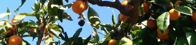 Fruits Kettle's header image