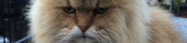 yutttta's header image