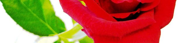*antiquerose*'s header image