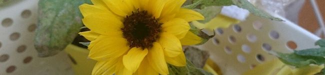 soleil7972's header image