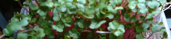 kinopon's header image