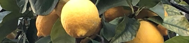 菜つ実☆ミ's header image