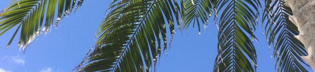 MWhyakka's header image