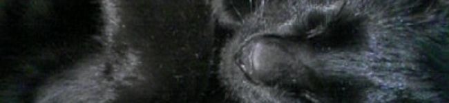 nana06's header image