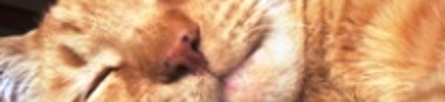 paachann's header image
